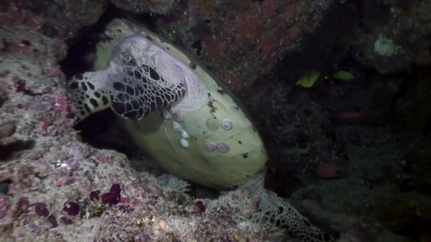 Tortue marine verte sur un fond marin propre et limpide aux Maldives . — Video