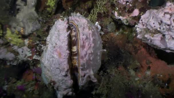 Tridacne 쌍 각 조개 연체 동물 류의 수 중 몰디브에 해저 놀라운 배경에. — 비디오