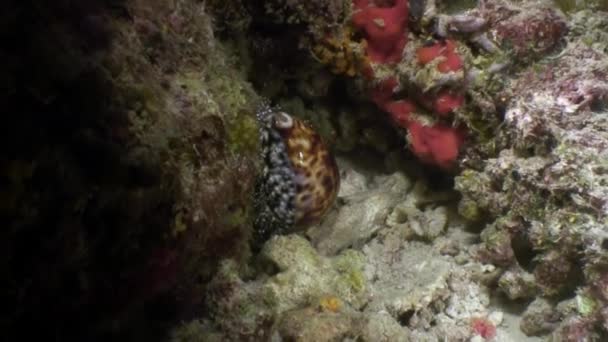 Escargot de mer Porcelaines Cowries close up under water on seabed Mer Blanche . — Video