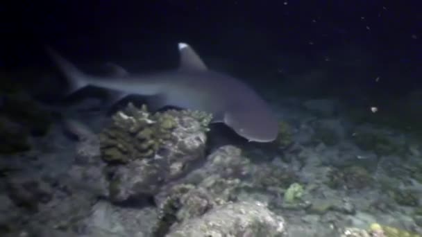 Žralok pod vodou při hledání potravy úžasné korálů na mořském dně Maledivy. — Stock video