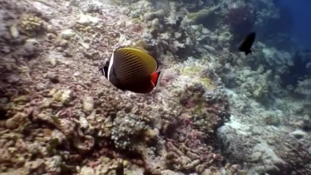 Butterfly fish underwater natural aquarium of sea and ocean in Maldives. — Stock Video