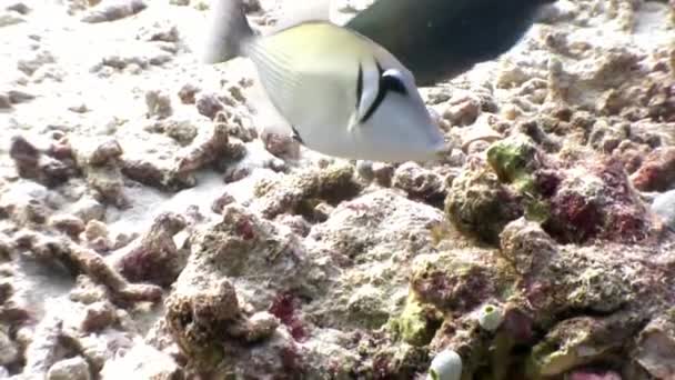 Drückerfisch Einhornfisch unter Wasser frisst Korallen auf dem Meeresboden der Malediven. — Stockvideo