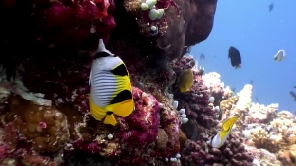 Fjärilsfiskar naturliga undervattensakvarium över havet och ocean i Maldiverna. — Stockvideo