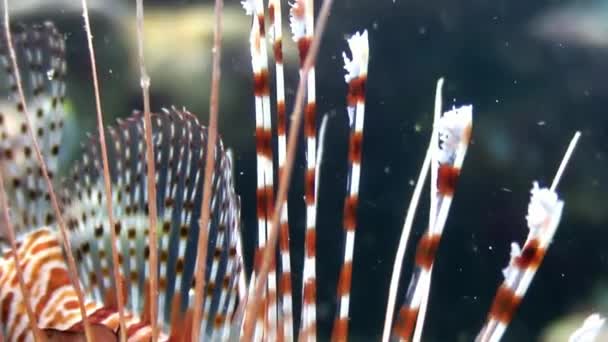 Czerwony lionfish ryby skorpion, pod wodą na tle dna morskiego w Malediwy. — Wideo stockowe
