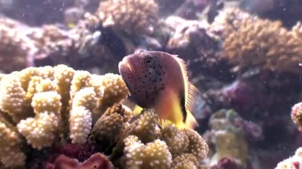 Unknown strange fish underwater natural aquarium of sea and ocean in Maldives. — Stock Video