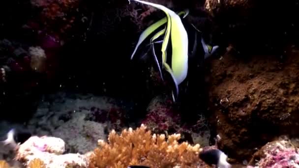 Peixe borboleta subaquático aquário natural de mar e oceano em Maldivas . — Vídeo de Stock