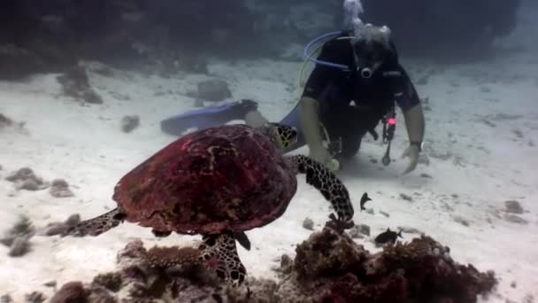Морская черепаха и водолазы на чистом морском дне под водой . — стоковое видео