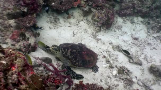 Sea turtle on clean clear underwater seabed eats coral in Maldives. — Stock Video