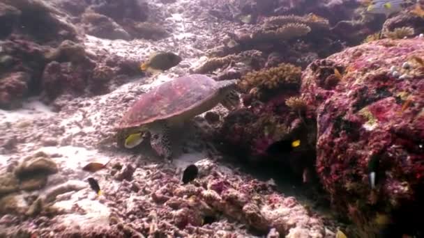 Zeeschildpad op schone duidelijk onderwater zeebodem eet koraal in Maldiven. — Stockvideo