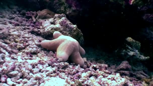 Sjøstjerner som ligger under vann på havbunnen i Maldivene. – stockvideo