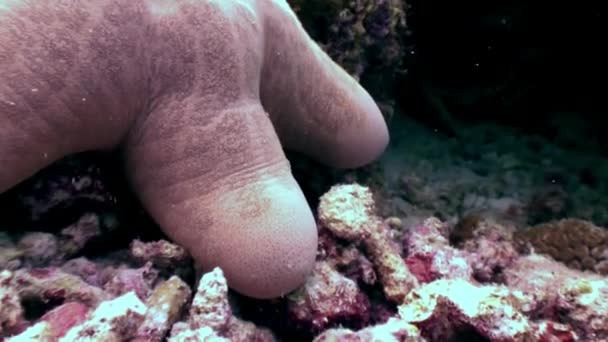 Starfish close-up onderwater op de zeebodem van de Maldiven — Stockvideo