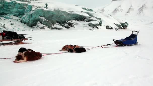 Personer expedition på hundspann team husky Eskimo road av Nordpolen i Arktis. — Stockvideo