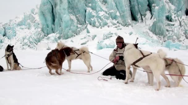 Ekspedycja ludzi na zaprzęg husky Eskimo szosa z bieguna północnego w Arktyce. — Wideo stockowe