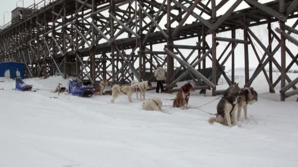 Man and dog sled team husky Eskimo white snowy road of North Pole in Arctic. — Stok Video
