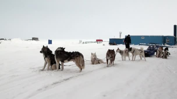 Hombre y perro trineo equipo husky esquimal blanco nevado camino de Polo Norte en el Ártico . — Vídeos de Stock