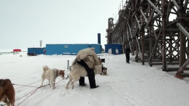 Man and dog sled team husky Eskimo white snowy road of North Pole in Arctic. — Stock Video