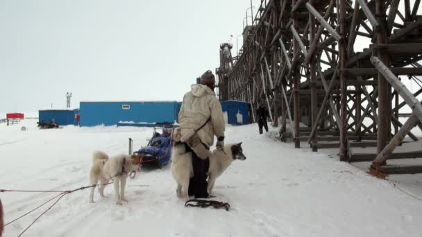 Hombre y perro trineo equipo husky esquimal blanco nevado camino de Polo Norte en el Ártico . — Vídeo de stock