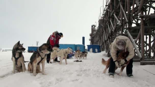 Man and dog sled team husky Eskimo white snowy road of North Pole in Arctic. — Stock Video