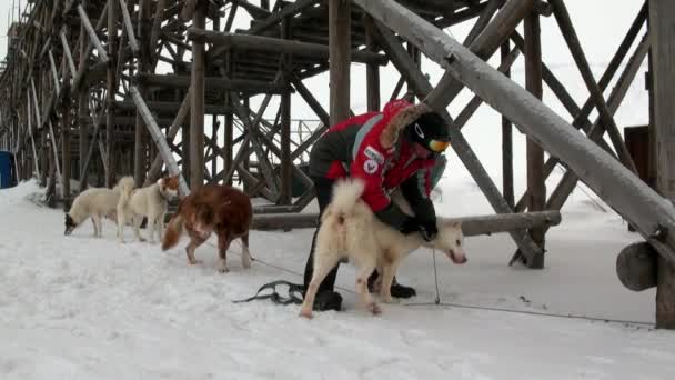 Sled dog team malamute husky Eskimo rest in Pyramiden Arctic. — Stock Video