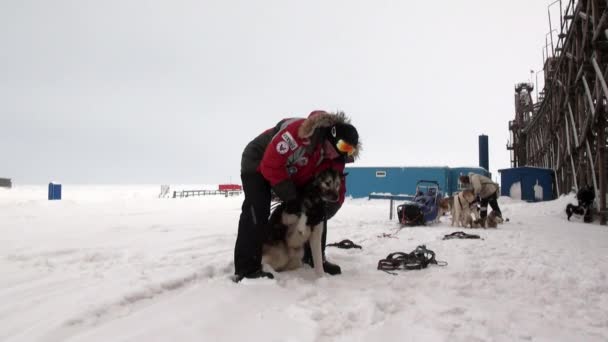 Homem e cão trenó equipe husky esquimó branco neve estrada de Pólo Norte no Ártico . — Vídeo de Stock