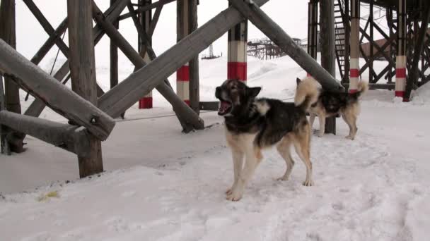 Malamut tým sled dog husky Eskymo odpočívat v destinaci Longyearbyen Arctic. — Stock video
