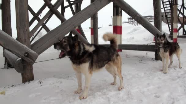 Sled dog team malamute husky Eskimo rest in Pyramiden Arctic. — Stock Video