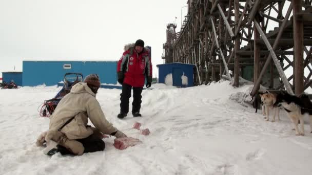 Hombre y perro trineo equipo husky esquimal blanco nevado camino de Polo Norte en el Ártico . — Vídeos de Stock