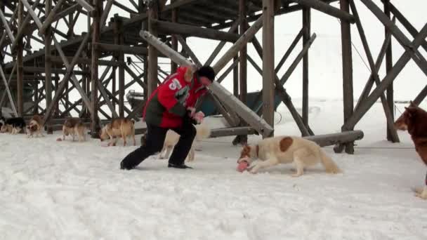 Uomo e cane slitta squadra husky eschimese bianca strada innevata del Polo Nord in Artico . — Video Stock