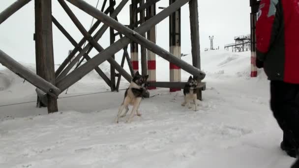 Muž a psím spřežením tým husky Eskimo bílé zasněžené silnice Severní pól v Arktidě. — Stock video
