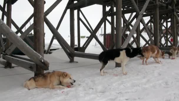 Мужская и собачья упряжка Хаски Эскимо Белая снежная дорога Северного полюса в Арктике . — стоковое видео