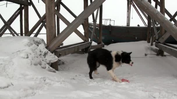 Człowiek i psich zaprzęgów zespół husky Eskimo biały zaśnieżonej drodze z bieguna północnego w Arktyce. — Wideo stockowe