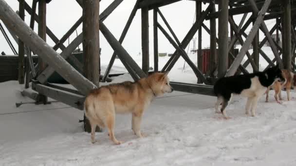 Man en hond slee team husky Eskimo wit besneeuwde weg van de Noordpool in Noordpoolgebied. — Stockvideo