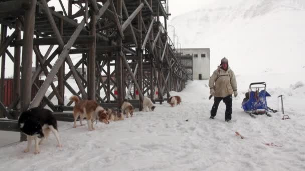 Hombre y perro trineo equipo husky esquimal blanco nevado camino de Polo Norte en el Ártico . — Vídeo de stock