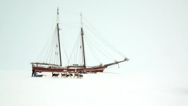 Dog sled team husky eskimo on sailboat Noorderlicht in Arctic. — Stock Video