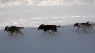 Kuzey kutup kuzey kutbunda yolda köpek kızağı takım husky Eskimo insanlar seferi.