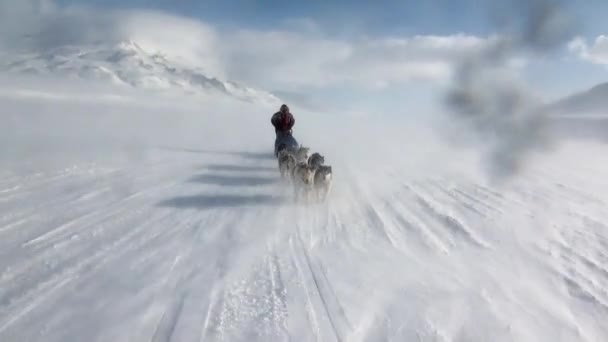 Man paardrijden trekhonden team husky Eskimo wit besneeuwde weg van de Noordpool in Noordpoolgebied. — Stockvideo