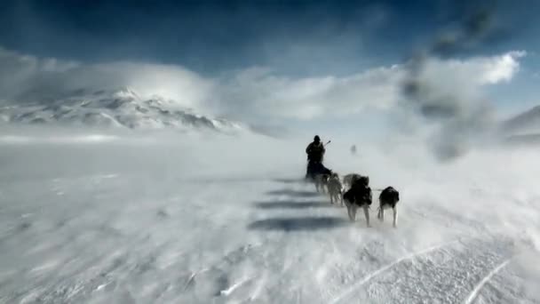 Mężczyzna jazdy psich zaprzęgów zespół husky Eskimo biały zaśnieżonej drodze z bieguna północnego w Arktyce. — Wideo stockowe