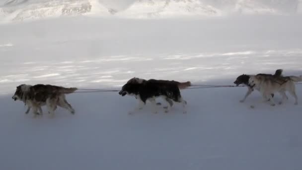 Expédition de personnes sur la route esquimaude husky d'équipe de traîneau à chien du pôle Nord en Arctique . — Video