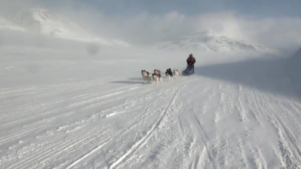 Gente expedición en trineo perro equipo husky camino esquimal del Polo Norte en el Ártico . — Vídeo de stock