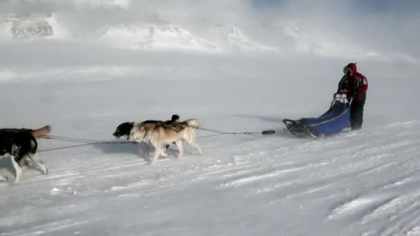 Expedição de pessoas em equipe de trenó cão husky Estrada esquimó do Pólo Norte no Ártico . — Vídeo de Stock