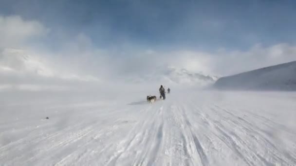 People expedition on dog sled team husky Eskimo road of North Pole in Arctic. — Stock Video