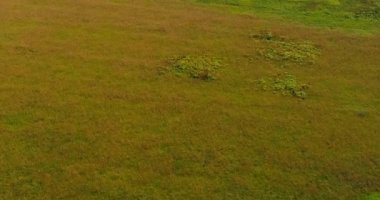 Volga Nehri havadan görünümü quadcopter orman üzerinde uçan üzerinden yakınlarında.