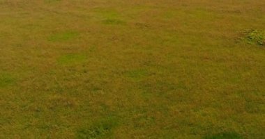 Volga Nehri havadan görünümü quadcopter orman üzerinde uçan üzerinden yakınlarında.