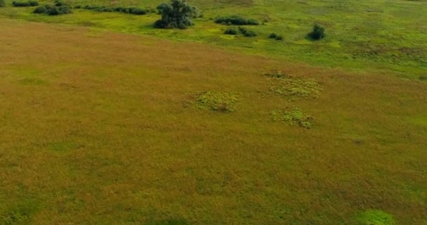 Field near Volga river aerial view from flying quadcopter over forest. — Stock Video