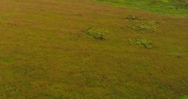 Champ près de la Volga vue aérienne du quadcopter volant au-dessus de la forêt .