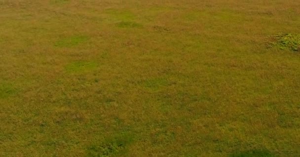 Champ près de la Volga vue aérienne du quadcopter volant au-dessus de la forêt .