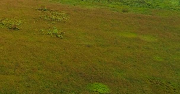 Field near Volga river aerial view from flying quadcopter over forest. — Stock Video