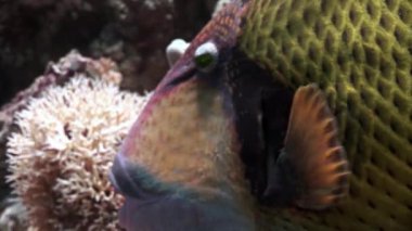 Dişlek Balistidae balık Titan Triggerfish sualtı Kızıldeniz.