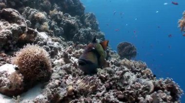 Dişlek balık Titan Triggerfish sualtı Kızıldeniz.