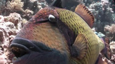Yakın çekim dişlek Balistidae balık Titan Triggerfish sualtı Kızıldeniz.